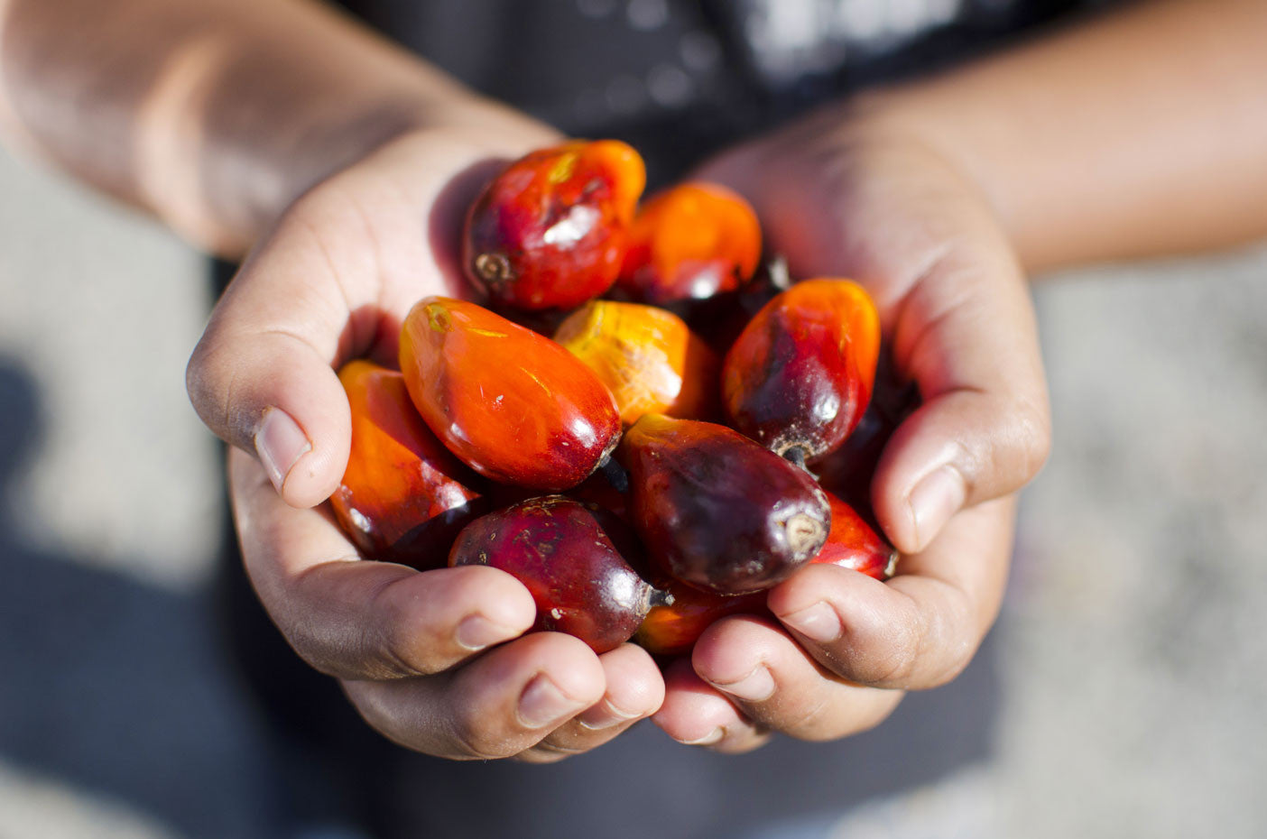 Mapping a more sustainable palm oil future in Indonesia - CIFOR